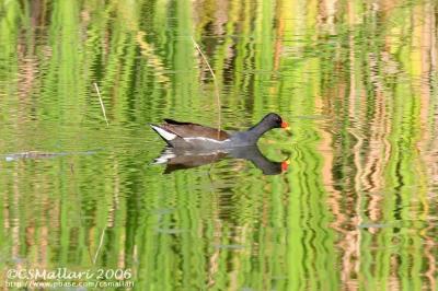 Common Moorhen