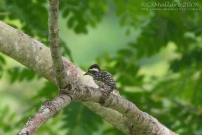 Phil. Pygmy Woodpecker IMG_8848w1.jpg