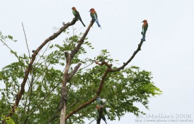 Blue-Throated Bee-Eaters