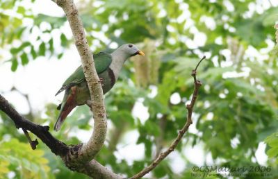 Black Chinned Fruit Dove