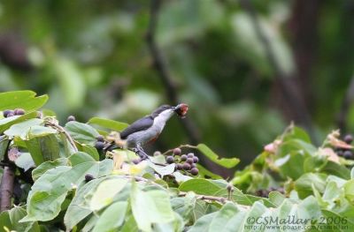 Red Keeled Flowerpecker