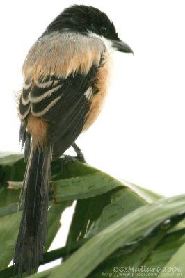 A very wet Long-Tailed Shrike