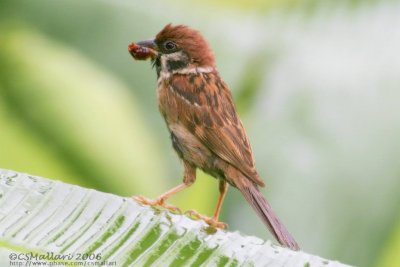 Eurasian Tree Sparrow