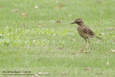 Richard's Pipit