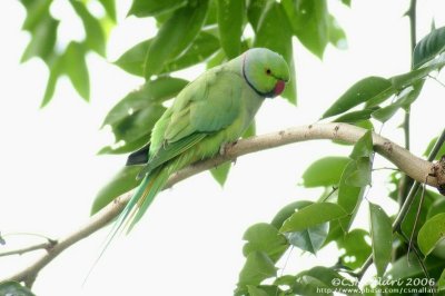 Rose-ringed Parakeet ( male )