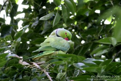 Rose-ringed Parakeet ( male )