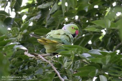 Rose-ringed Parakeet ( male )