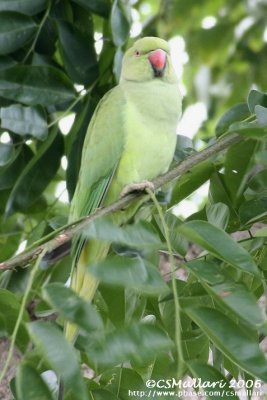 Rose-ringed Parakeet ( female )