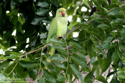 Rose-ringed Parakeet ( female )