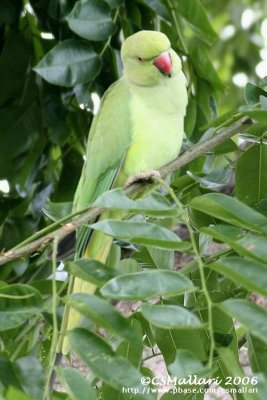 Rose-ringed Parakeet ( female )