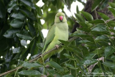 Rose-ringed Parakeet ( female )