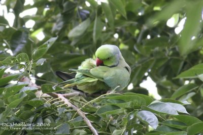 Rose-ringed Parakeet ( male )