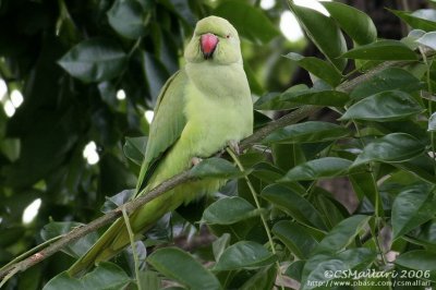 Rose-ringed Parakeet ( female )