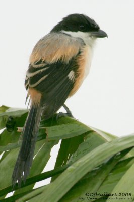 Long-tailed Shrike