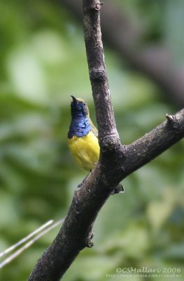 Olive-backed Sunbird (male)