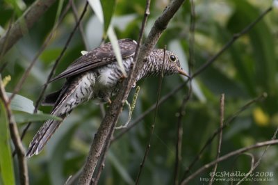 What kind of Cuckoo pls ?