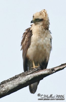 Crested Serpent Eagle (imm.)