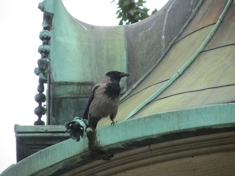 jackdaws are the top of the pecking order here