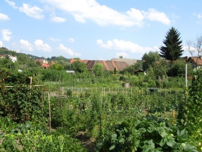...where urban farms grow produce for the citys restaurants