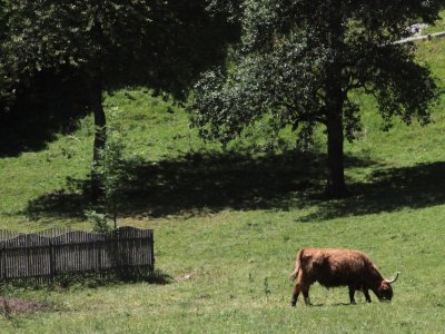 hmmm... Highland cattle in Slovenia?