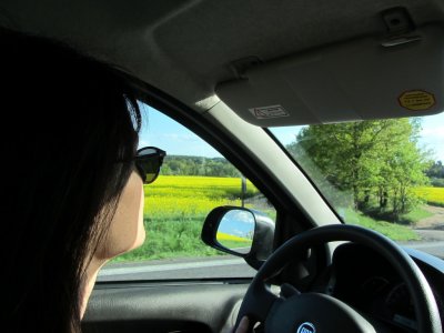 we leave Krakow in the morning, and drive through Moravia's rapeseed fields...