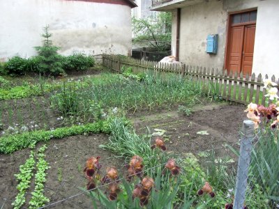 this garden on Ivan Franko street yielded many large stones