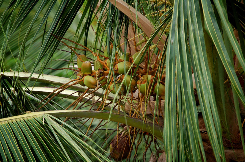 coconuts