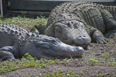 Two Gators