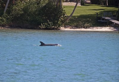  Dolphin Cruising