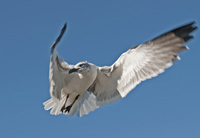 Gull flight