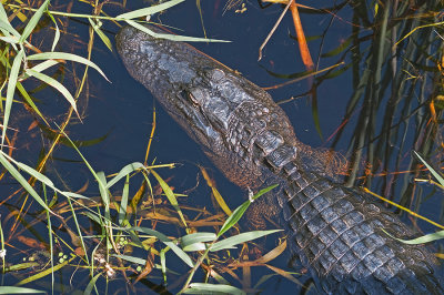 Alligator Below