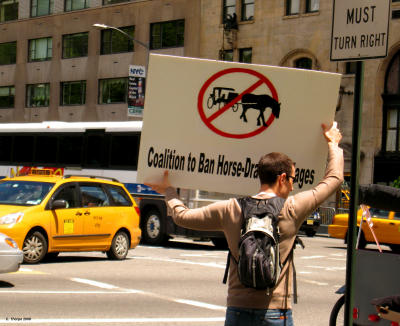 Horse Ban