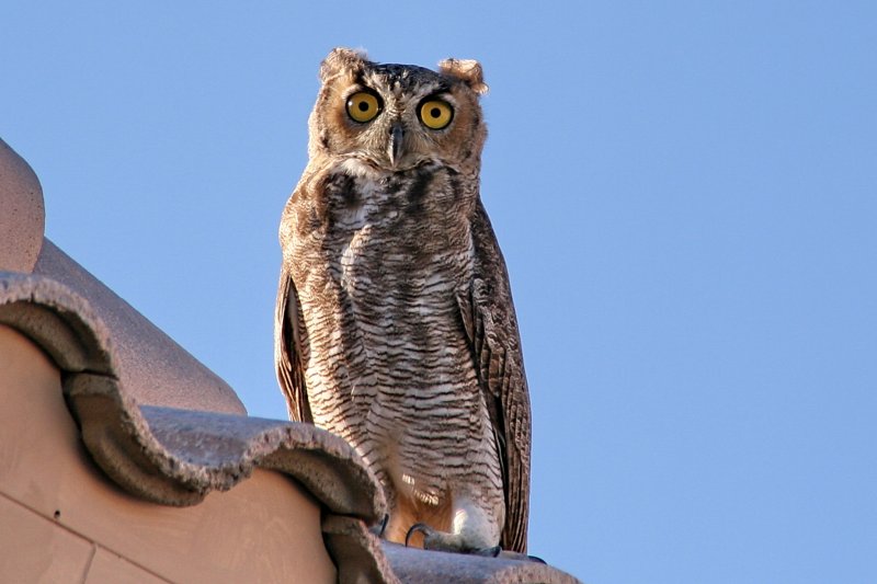 Visiting Owl