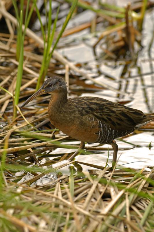 Clapper Rail 2