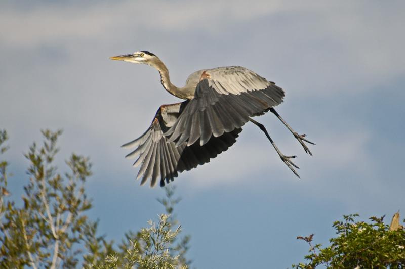 Great Blue Heron