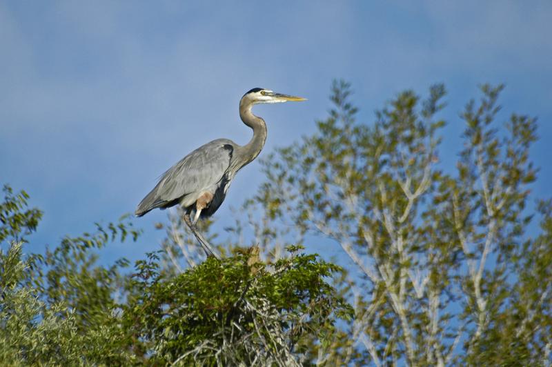 Great Blue Heron