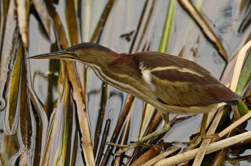 Least Bittern 2