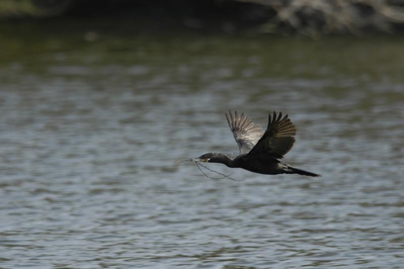 Neotropic Cormorant