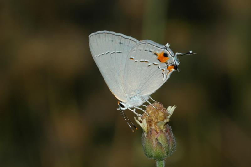 Gray Hairstreak - Ventral