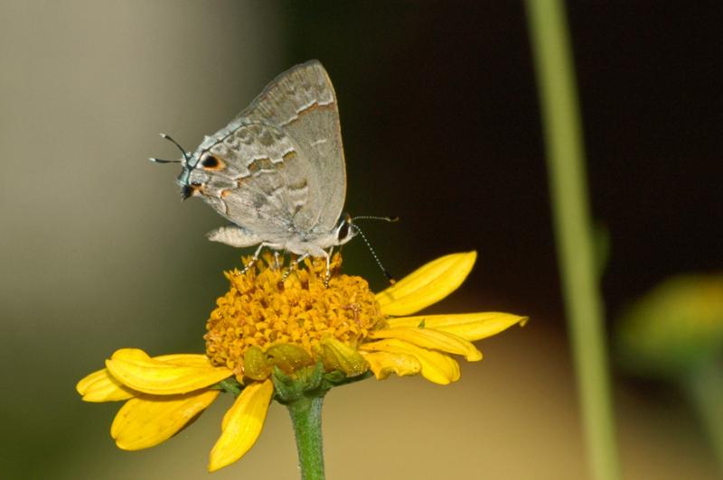 Laceys Scrub-Hairstreak