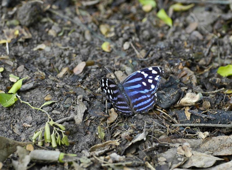 Mexican Bluewing - Dorsal