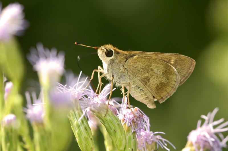 Whirlabout - Female