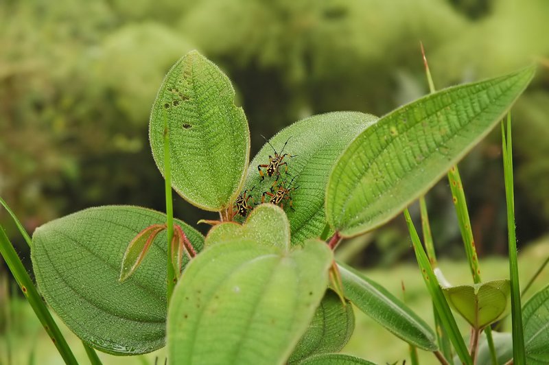 Colorful Bugs