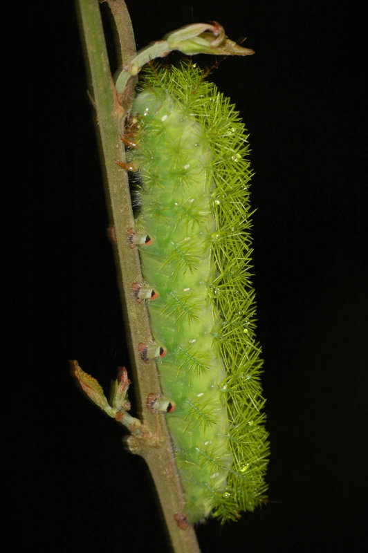 Automeris Moth Caterpillar