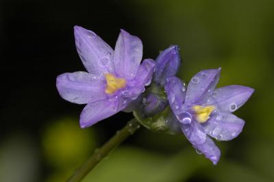 Wildflower 1 - Dichelostemma