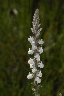 White Snapdragon