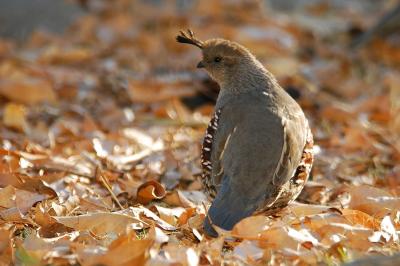 Gambell's Quail Female