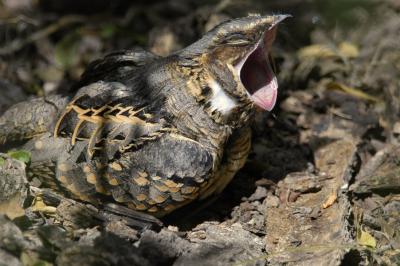 Common Pauraque Yawn