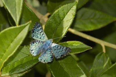 Blue Metalmark - Male Dorsal View