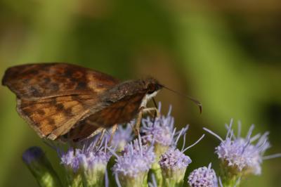 Brown-banded Skipper